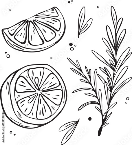 Lemon and rosemary Mediterranean line art illustration set