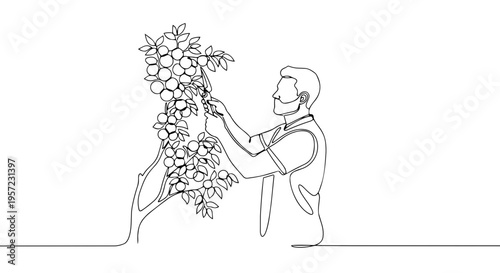 One line drawing of a man pruning a fruit tree. Minimalist continuous line art of orchard maintenance. Vector illustration of a gardener with shears