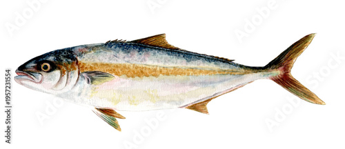 ヒラマサ手描き水彩画