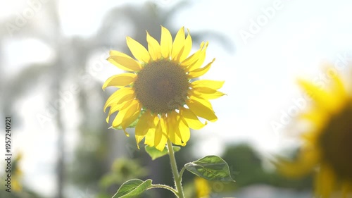 Bright and Cheerful Sunflower Against a Beautiful Nature Background with Soft Sunlight Beaming Through Green Foliage