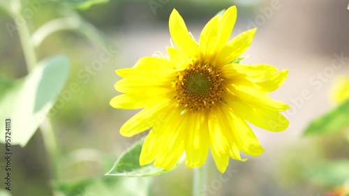 Bright Yellow Sunflower Blooming in Nature with Green Leaves Under Soft Sunlight