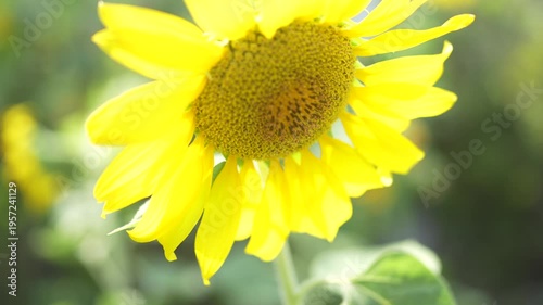 Bright and Vibrant Sunflower with Petals in Full Bloom Against a Natural Background