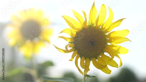Bright and Cheerful Sunflower in a Field Against a Clear Sky, Capturing Nature's Beauty and Vibrant Colors in Summer