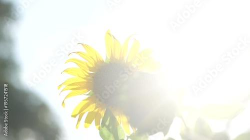 Bright Sunflower Blossoms Radiating Joy Against a Soft Blurred Background in Natural Light