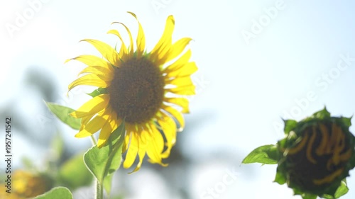 Vibrant Sunflower Blooming in Bright Sunshine with Clear Sky Background, Symbol of Joy and Summer Days