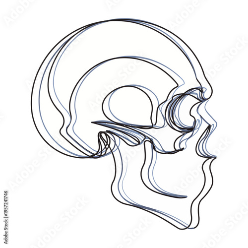 Vector of a human skull side profile with bone structure