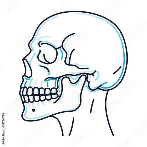 Vector of a human skull in profile view with clear anatomical features