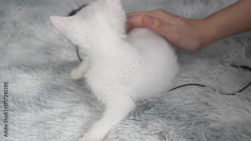 Adorable White Kitten Playing on Soft Surface with Human Hand Reaching Out in Gentle Interaction
