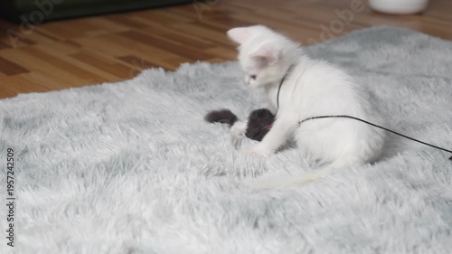 Playful Cat Engaging with a Toy Mouse in a Cozy Indoor Setting