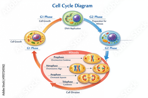 Cell Cycle Diagram with Interphase, DNA Replication and Mitosis Stages
