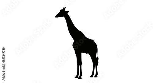 Silhouette of a Giraffe Standing Against a White Background