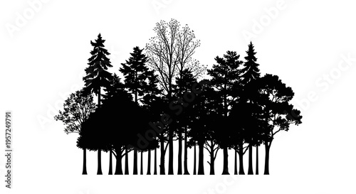 Diverse Forest Silhouette: Pine, Deciduous Trees, Woodland Landscape