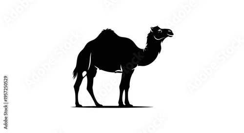 Black silhouette of a dromedary camel standing on a white background
