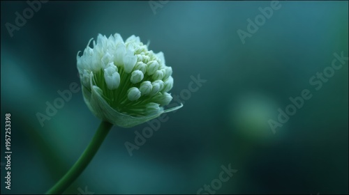 Minimal Flower Stands out in Blurred Garden Scene Captured in Soft Light With an 85mm Lens and Wide Aperture