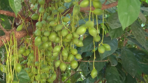 Green Burmese grape on the tree.
