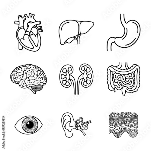 Human Internal Organs and Sensory Systems Line Art Icon Set
