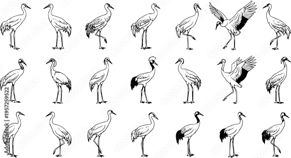 Naklejka premium Crane Compilation: Diverse Ink Illustrations of Elegant Birds in Various Poses