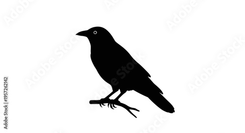 Black silhouette of a crow perched on a branch against a white background.