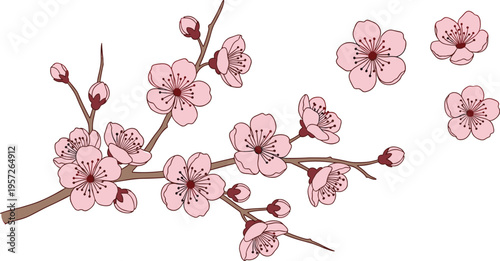 Cherry blossom branch vector with scattered sakura flowers. Pink petals and buds in soft floral style. Spring botanical illustration for elegant design and decorative elements.