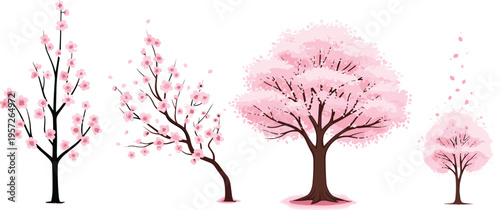 Cherry blossom tree growth stages vector set. Sakura trees from young to full bloom. Spring seasonal illustration for nature design, lifecycle concept, and botanical themes.
