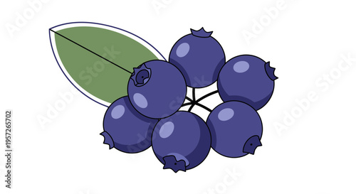 Cluster of purple berries with leaf.