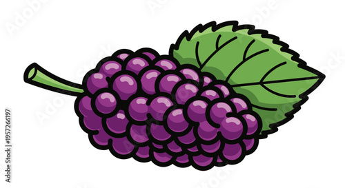 Purple Blackberry Fruit With Green Leaf.