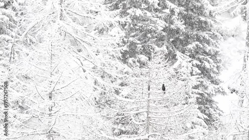 Under snowflakes, the carrion crow (Corvus corone)