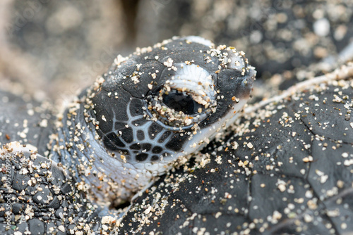 アオウミガメの誕生　小笠原