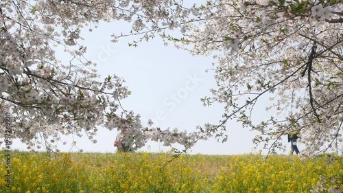 look up view to cherry blossom sakura trees contrasting with yellow rapeseed flowers flied in sunny spring day with people walking in the back, sakura plum flower petal in Kumagaya Saitama Japan.