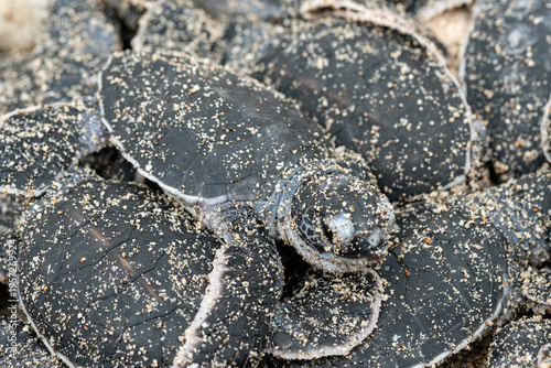 アオウミガメの誕生　小笠原