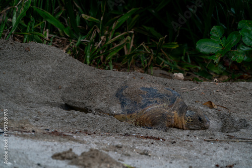 産卵するアオウミガメ　小笠原