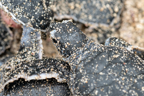 アオウミガメの誕生　小笠原