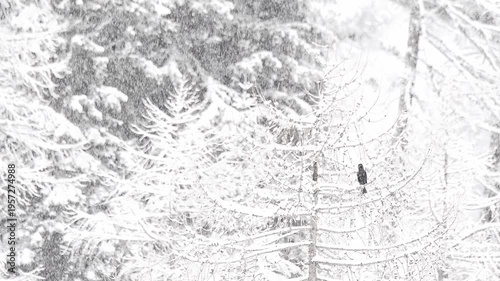 Wrapped in snow, the carrion crow perched on larch (Corvus corone)