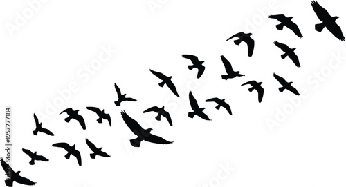 Flying bird flock silhouette group