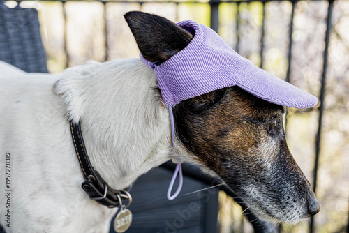 A dog with a brown and white coat wears a purple hat while resting on a porch in sunny weather