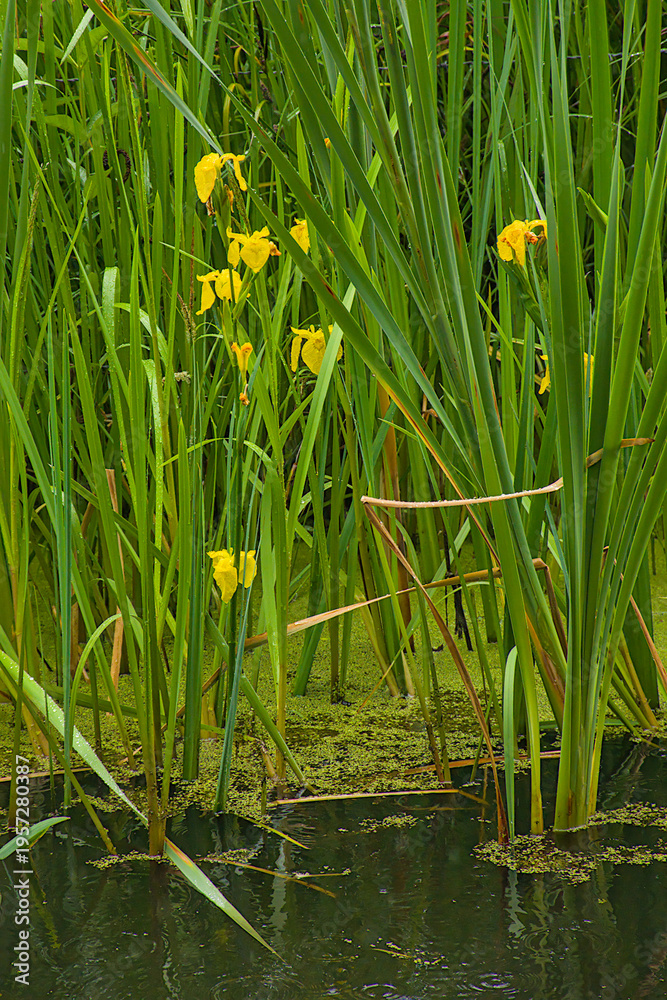 Obraz premium Yellow iris flowers in the swamp - Iris pseudacorus. 