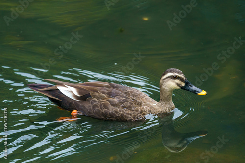 Foto 池を泳ぐカルガモと水面の反射 自然の中の野鳥風景