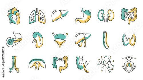 The illustration depicts various human organs in a medical context.