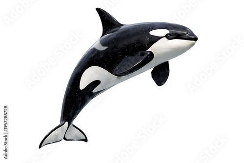 Realistic killer whale orca swimming marine animal isolated on transparent background