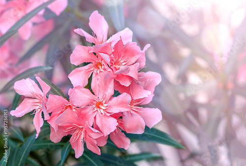Beautiful pink flowers of Nerium oleander.