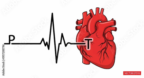 An electrocardiogram reading displays a heartbeat beside a human heart.