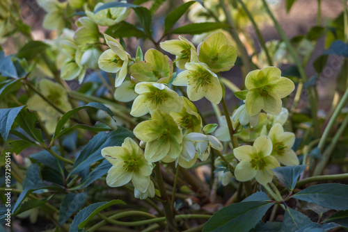 Photos Close-up of blooming pale green Hellebores in a spring garden.
