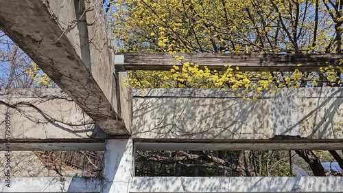 Spring Cornus Flower Tree Tilt Up to Sky 봄 산수유 꽃 나무 하늘 틸트 영상