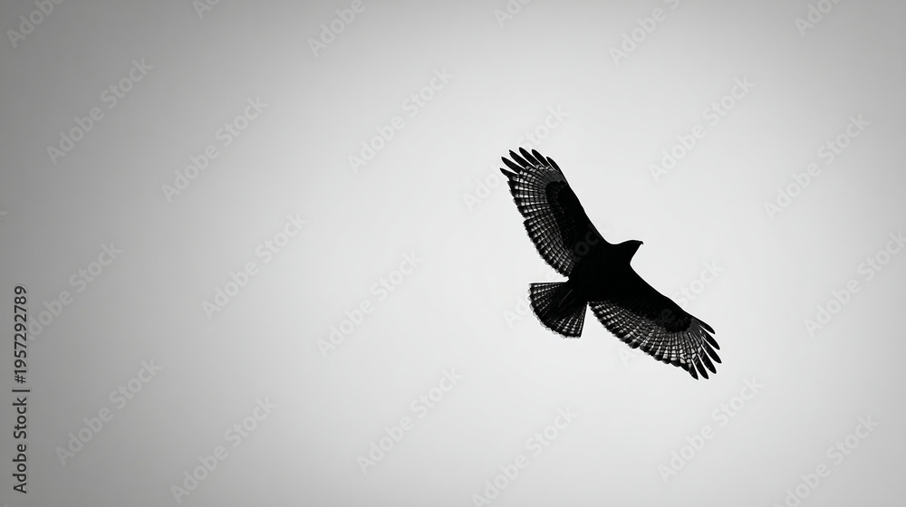 Fototapeta premium A solitary bird soaring through a bright, monochrome sky.
