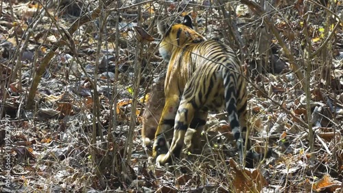 Subadult Female Royal Bengal Tiger Dragging Spotted Deer Kill in Daylight at Panna Tiger Reserve