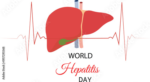 World Hepatitis Day awareness concept. Human liver anatomy with heartbeat line vector illustration.