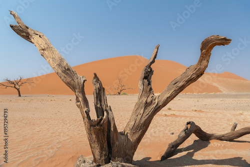 Wallpaper Mural Desiccated tree at Sesriem in the Namib desert, Namibia, Africa Torontodigital.ca