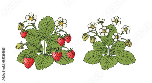 Botanical illustration of two strawberry plants with ripe and unripe fruit