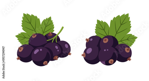 Two clusters of ripe blackcurrants with vibrant green leaves displayed