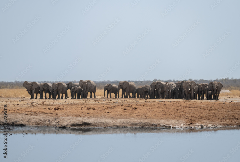 Obraz premium African Elephant lining up ready to stir up Mud and Water at a waterhole in Etosha National Park, Namibia, Africa
